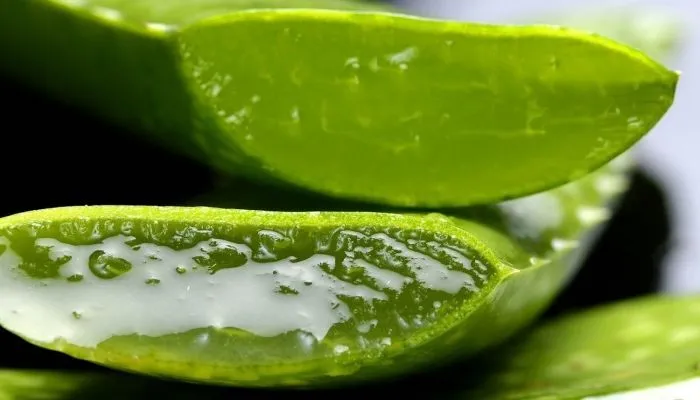 Aloe Vera Para Hacer Crecer Las Pestañas