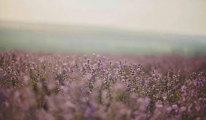 Usos de la lavanda; la planta del descanso