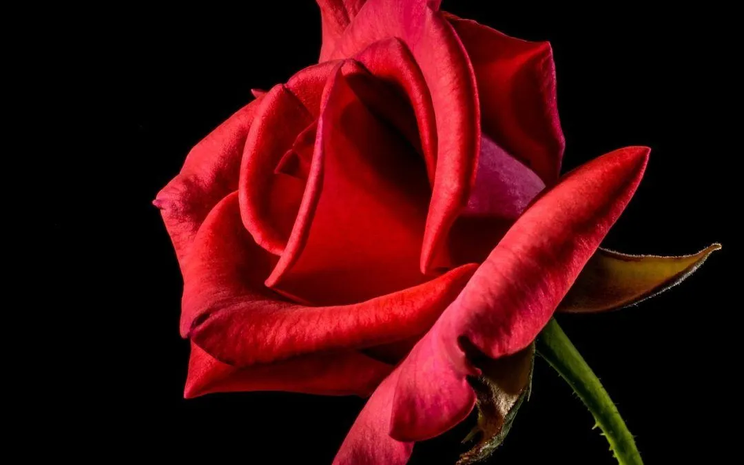 Rosa Roja