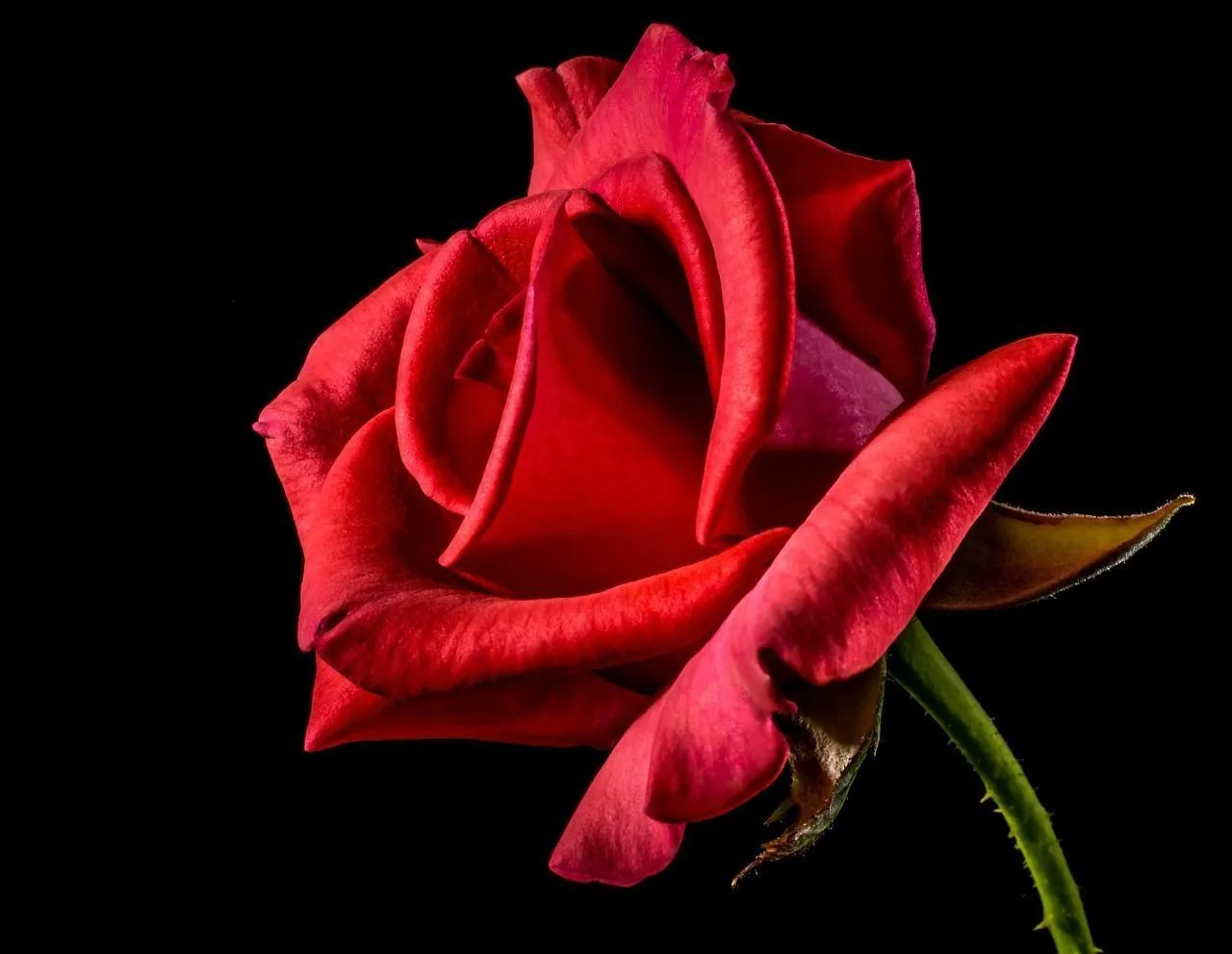 Las mejores flores para expresar tu amor en San Valent&iacute;n